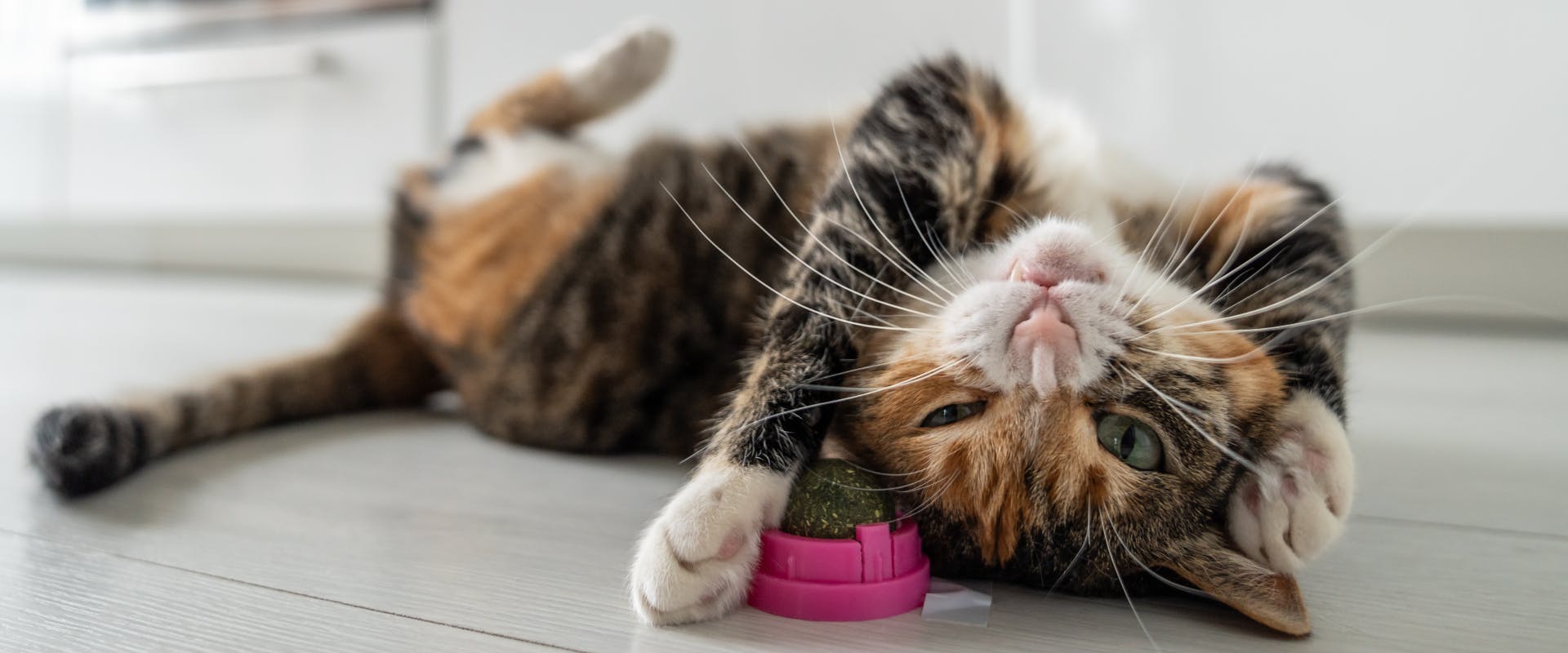 Best electronic cat toys best sale